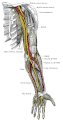 Nerves of the left upper extremity