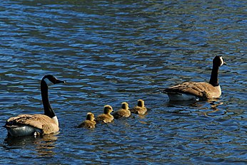 Category:Branta canadensis (families)