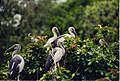 Open billed storks, Ranganathittu