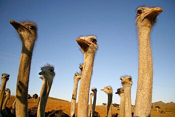 Ostriches near Swartberg Pass, Oudtshoorn, Wes...