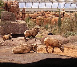 Ovis canadensis - Bighorn Sheep2 BZ ies.jpg