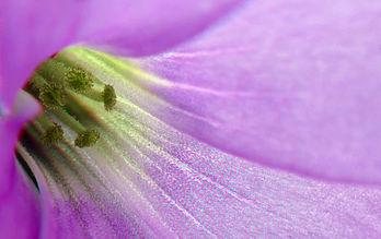 Photo stéréoscopique (3D) d’une fleur d’une oxalide comestible du Brésil (Oxalis triangularis). (définition réelle 2 000 × 1 261)