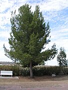 Jondaryan War Memorial, Qld. - Pinus halepensis
