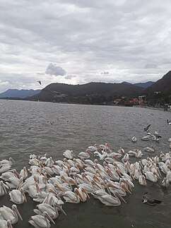 チャパラ湖に飛来するペリカンの群れ。
