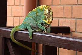 Panterkameleon (Furcifer pardalis)