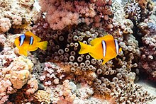 Photo de deu poissons-clows à deux bandes nageant dans une anémone à bouts renflés.