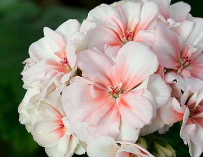 Slika:Pelargonium zonale (Geraniaceae).jpg