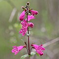 Flowers of Penstemon triflorus