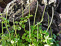 Peperomia trifolia