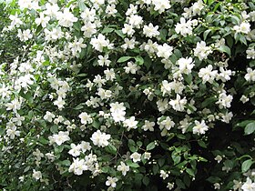 Philadelphus lewisii