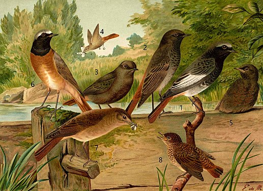 Codroș de munte (Phoenicurus ochruros). 1 – mascul adult. 2 - Mascul juvenil în penaj negru. 3 Mascul juvenil în penaj cenușiu. 4 - femelă. 5 - pui. Codroș de pădure (Phoenicurus phoenicurus). 6 - mascul. 7 - femelă. 8 - juvenil. După Naumann