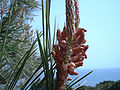 Sternkiefer, männliche Blüte (Pinus pinaster)