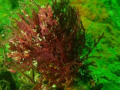 Plocamium sp. red seaweed at Moddergat