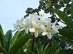 Temple Tree (Champa, Frangipani and Pagoda tree; Khera chapha or Pandhra chapha-पांढरा चाफा in Marathi, Chameli or Gulechin in Hindi, Kath champa in Bengali, Rhada Champo in Gujarati, Arali in Tamil) -- Plumeria rubra (also called Plumeria acuminata or Plumeria acutifolia)