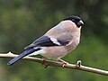 Eurasian bullfinch, female