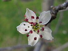 Pyrus nivalis flower.jpg