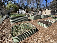 Green onions and garlic are growing in these raised metal garden beds. Raised beds are a great addition to a land lab as they make gardening more accessible for people of all ages.