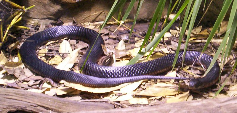 the red bellied black snake