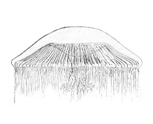 Rhacostoma atlanticum.png