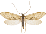 Rhyacophila nubila – Specimen