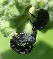 Milkweed Stem Weevil, Rhyssomatus lineaticollis