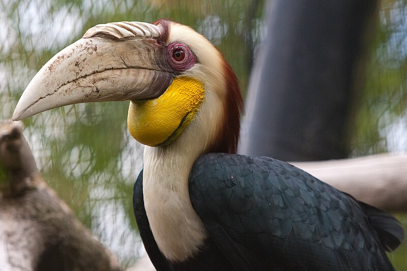 File:Rhyticeros undulatus -Diergaarde Blijdorp -male-8a.jpg