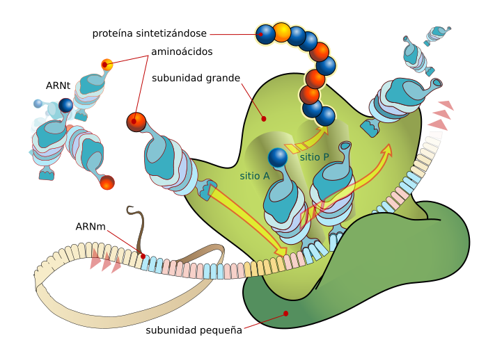 File:Ribosome mRNA translation es.svg