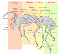 La fourmi femelle dans FOURMI 220px-Scheme_ant_worker_anatomy-fr.svg
