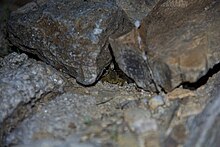 A scorpion hides under rocks. Scorpion in arizona.jpg