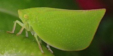 Green planthopper