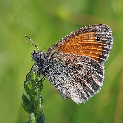 Сенница памфил (Coenonympha pamphilus)