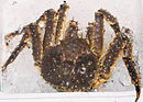 Spider crab.jpg