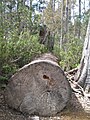 Ein gefällter Baum im Park