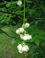 Květenství klokoče zpeřeného (Staphylea pinnata)