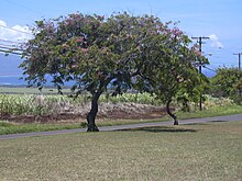 Starr 030702-0030 Cassia javanica.jpg