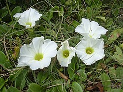 Ipomoea imperati