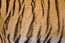 Close up of a tiger's fur