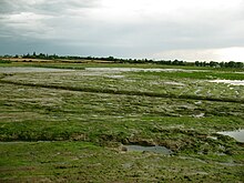 Tollesbury Managed Realignment site in Essex, the first large-scale attempt at salt-marsh restoration in the UK Tollesbury bare ground.jpg