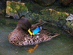 Second prize: True Colours (a yellow-billed Teal Anas undulata) by BeanieAll