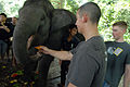 Visitors feeding an elephant.