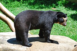 Spectacled bear