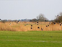 Lapwings sa mga marshes