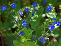 茎の上部の葉腋から総状花序を伸ばして、まばらに花をつける。