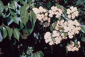 Viburnum_lentago