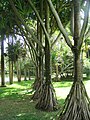 Pandanus utilis