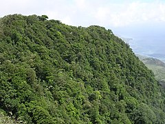 Immergrüner, tropischer Wald am Mano Côco, zu Beginn der Regenzeit
