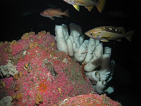 Желтохвостый морской окунь и сапоги - NOAA.jpg
