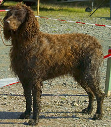 Pont-Audemer Spaniel - Wikipedia, the free encyclopedia