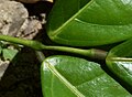 Pulviny na řapíčcích trojčetného listu Connarus sp. (čeleď Connaraceae)