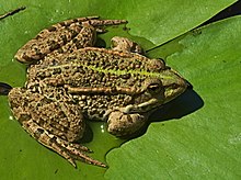 2017.06.11.-03-Anglerteiche-Rimbach - Seefrosch.jpg